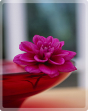 �T�����E�h�E�G�N�Z���@�A�C�r�[���ϕi